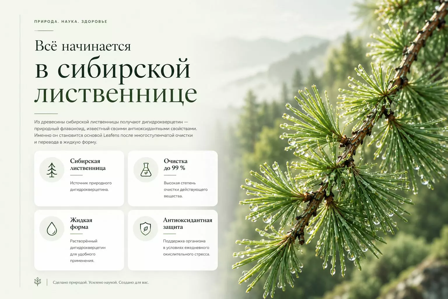 Дигидрокверцетин Leafens: действие антиоксиданта и преимущества продукта