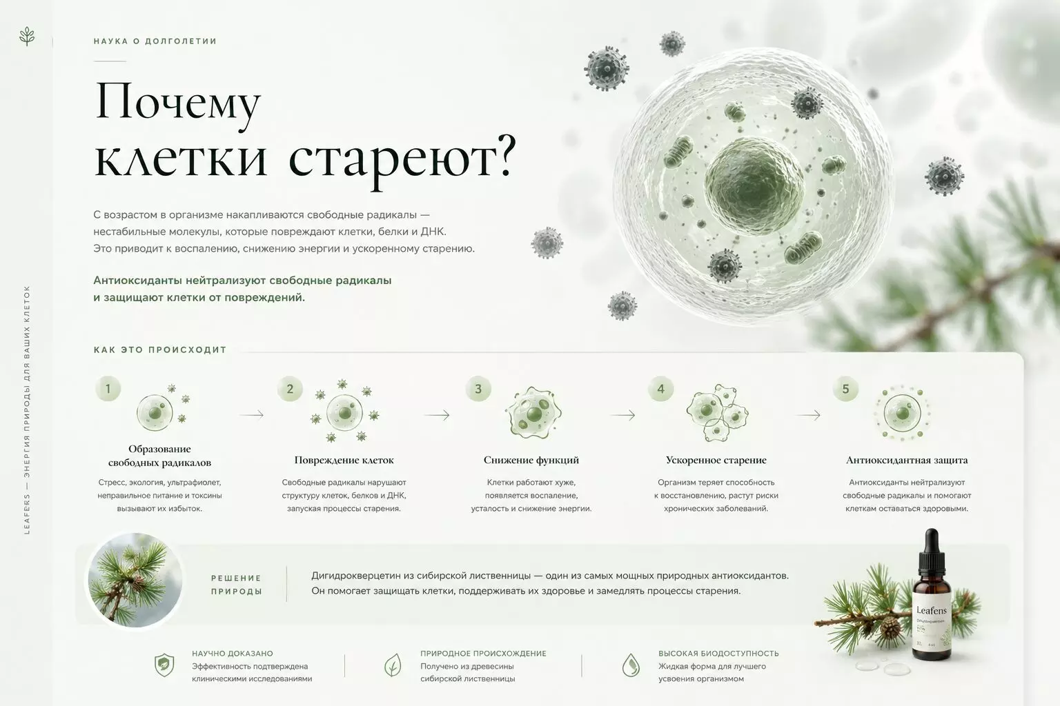 Leafens: состав, применение и преимущества жидкого дигидрокверцетина